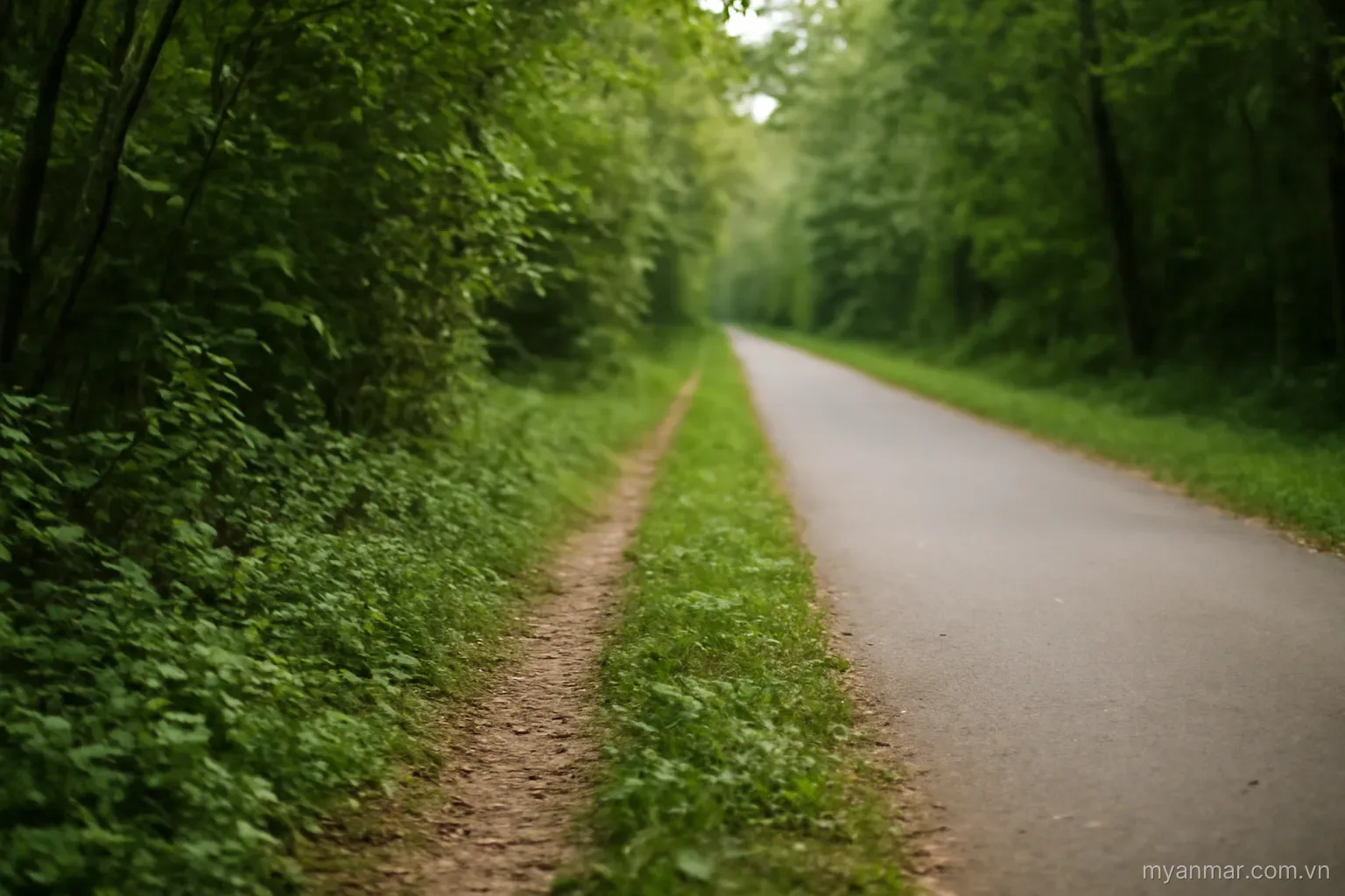 A faint overgrown path beside a cleared track, both running the same direction, no text