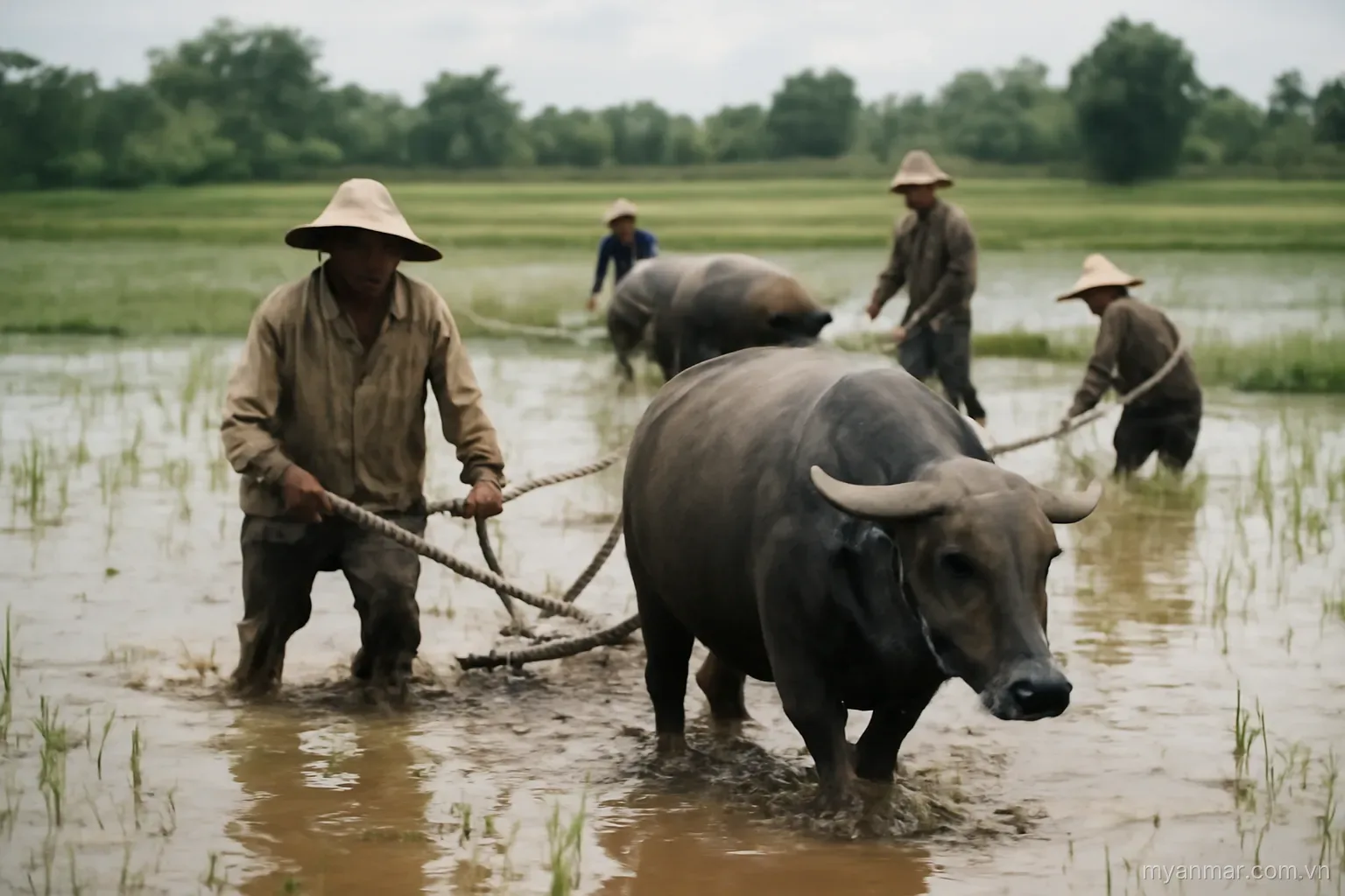 Farmers working in a flooded rice field with water buffalo, wide view, no text