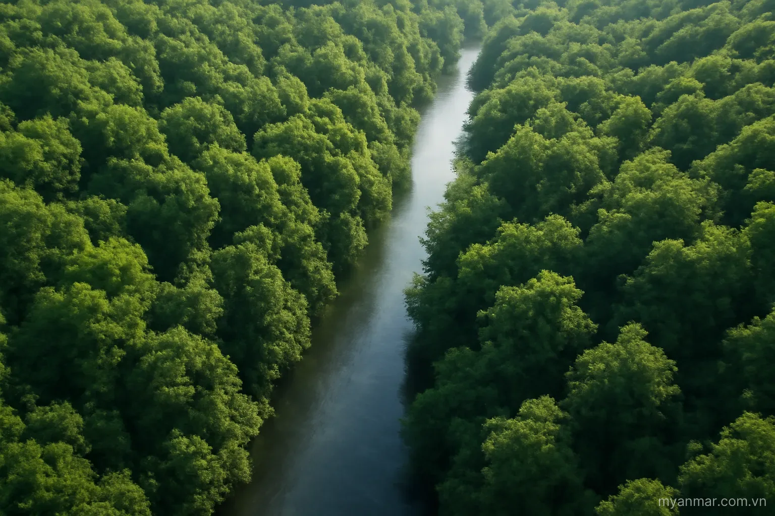 A dense forest canopy seen from above with a river cutting through, aerial view, no text